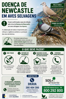 DOEN&Ccedil;A NEWCASTLE EM AVES SELVAGENS